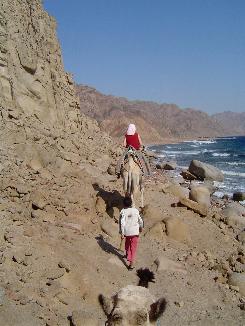 Camels , The sea and Rocks