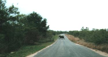 Retreat of the Elephant