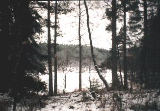 The forest in winter